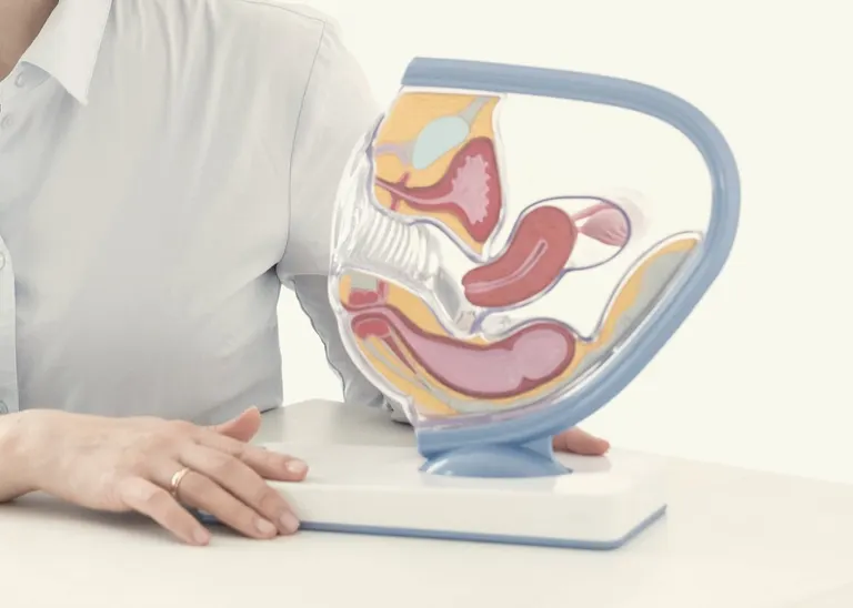 Modello anatomico dell’apparato riproduttivo femminile
