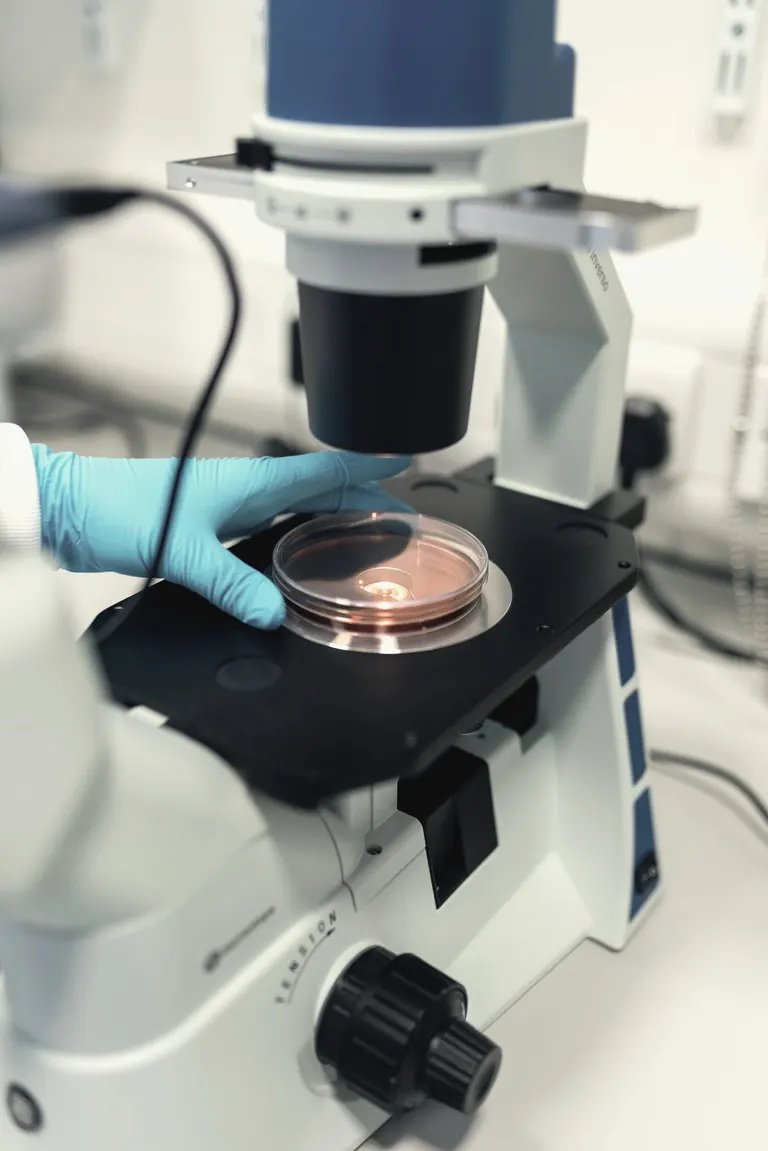 Piastra di coltura al microscopio in laboratorio di embriologia